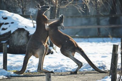Kangaroos fighting by snowy field during sunny day