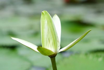 Close-up of flower bud