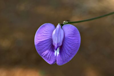 Close-up of purple flowering plant