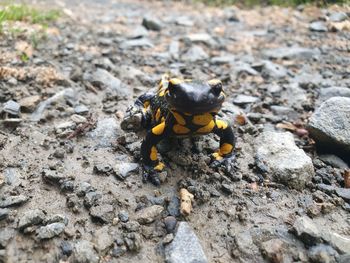 Close-up of amphibian on rock