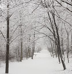 Bare trees on snow covered land