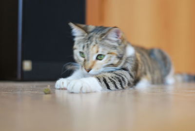 Close-up of a cat lying on floor at home