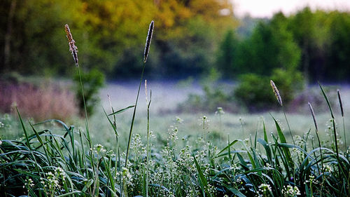 Plants growing on field