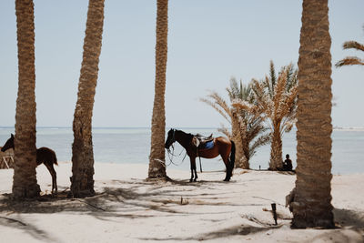 Horse cart on beach against sky