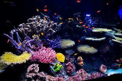 Close-up of fish swimming in sea