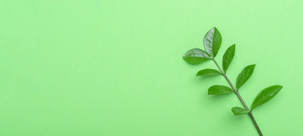 Close-up of plant against green background