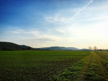 Scenic view of field against sky