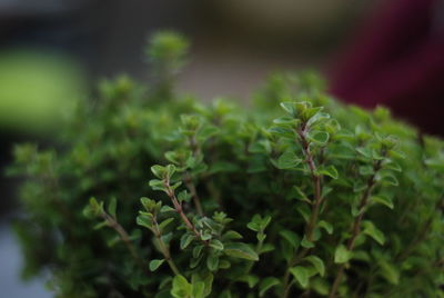 Close-up of fresh green plant in field