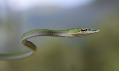 Close-up of snake outdoors