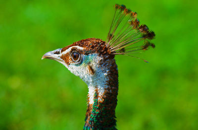 Close-up of a peacock