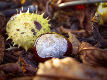 Close-up of mushroom growing on field