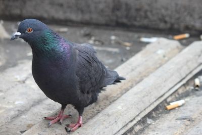 High angle view of pigeon perching on wood