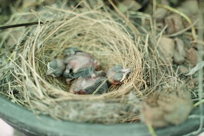 High angle view of birds in nest