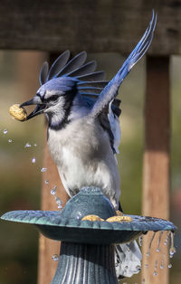 Bluejay on the deck after finding a peanut treat