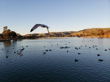 Birds flying over lake against sky