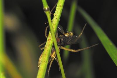 Close-up of insect on plant