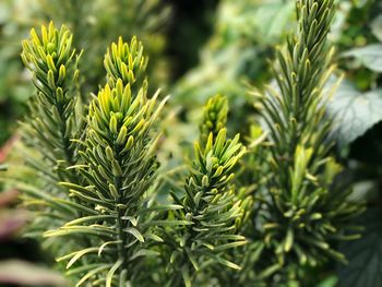 Close-up of fresh green plant