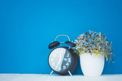 Close-up of white flower in vase against blue wall