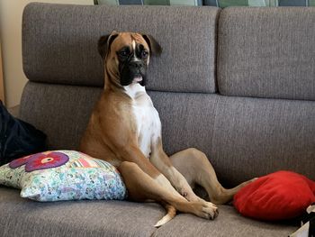 Dog sitting on sofa at home