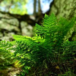 Close-up of fern growing on tree