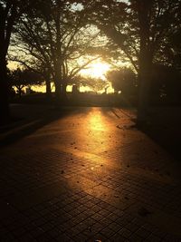 Sun shining through trees