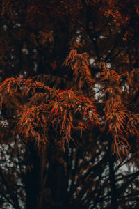 Close-up of autumn leaves in forest