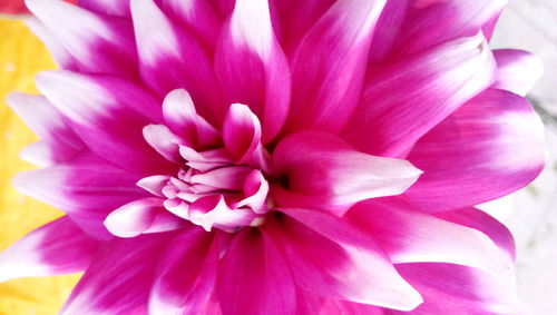 Close-up of pink dahlia