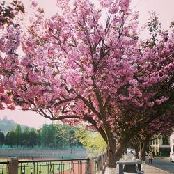 Pink cherry blossom tree against sky
