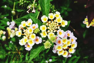 Close-up of fresh white flowers blooming in park