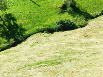 Scenic view of grass growing on field