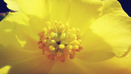Macro shot of yellow flower