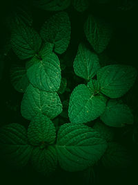 Full frame shot of fresh green leaves