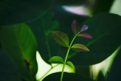 Close-up of green leaves on plant