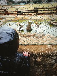 Rear view of kid looking at geese through chainlink fence