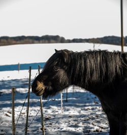 Black pony or horse outside in winter profile view