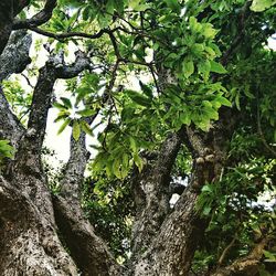 Low angle view of trees