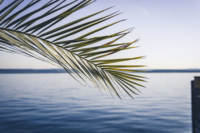 Palm tree by sea against sky