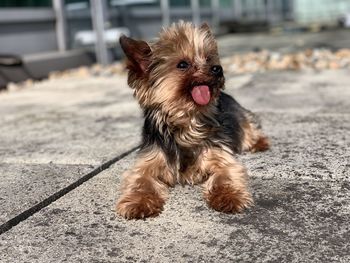 Dog looking away