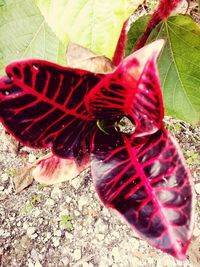 Close-up of butterfly on plant