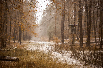 Trees in forest