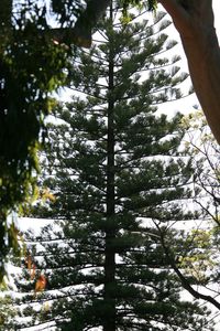 Low angle view of trees in the forest