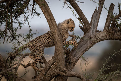 Young cheetah on tree trunk