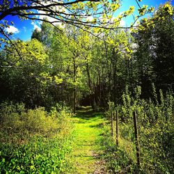 View of trees in forest