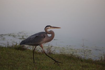 Side view of great blue heron at lakeshore