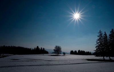 Sun shining through trees on snow covered field