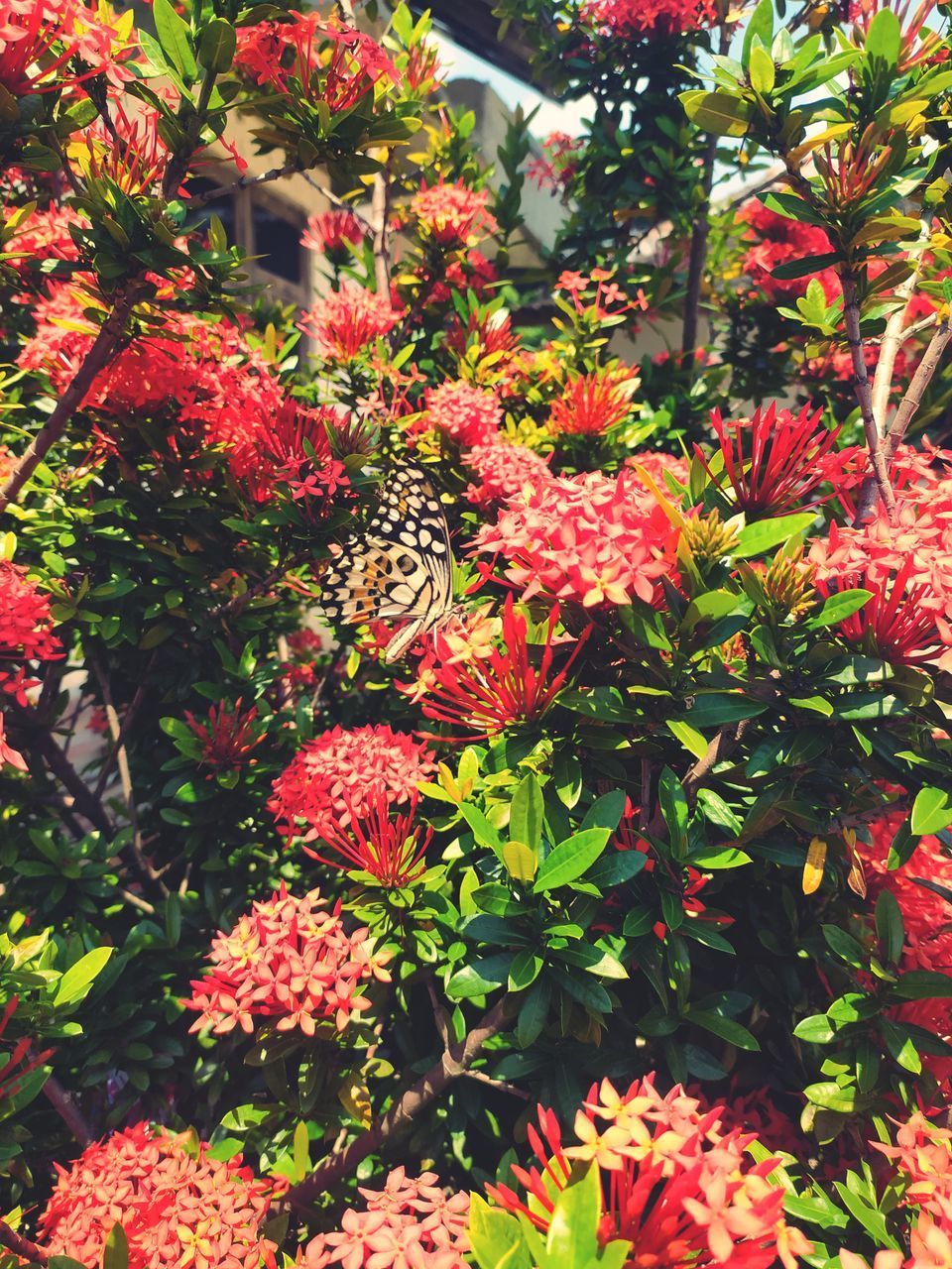 CLOSE-UP OF FLOWERING PLANT