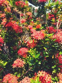 Close-up of red flowering plants