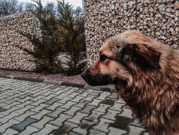 Dog looking away on street in city