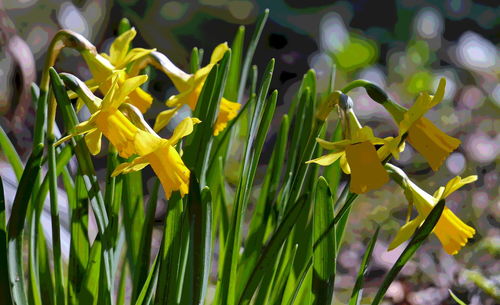 Close-up of fresh plants in water