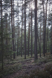 Pine trees in forest